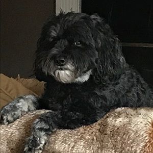 Meet your Posher, Antoinette